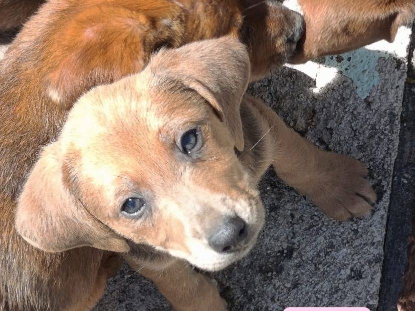 Adozione cane, femmina, Razza sconosciuta Razza sconosciuta, 2 mesi, taglia media, Avellino