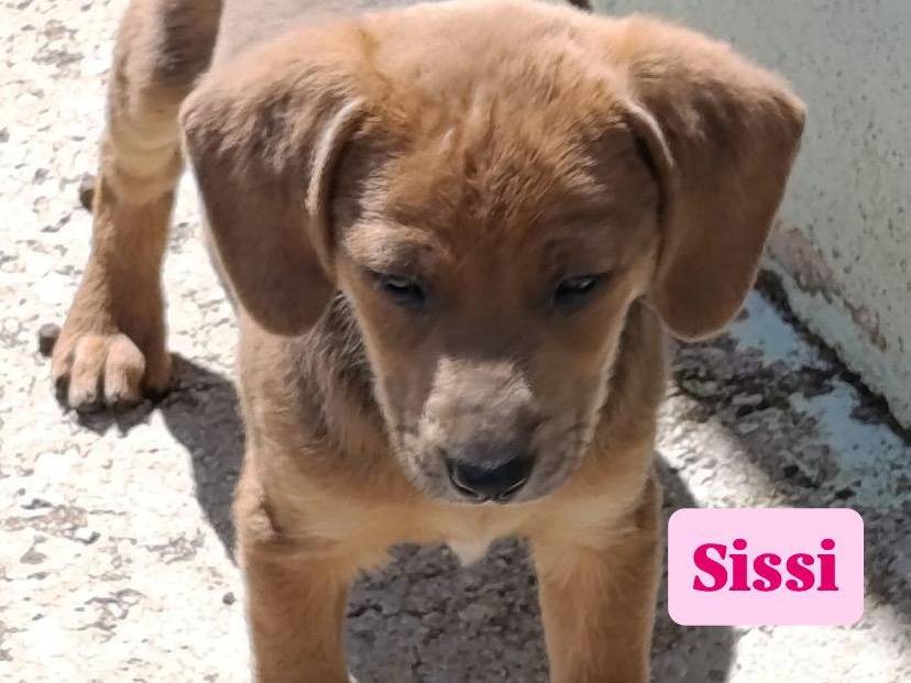 Adotta un cane, femmina, 2 mesi, Avellino