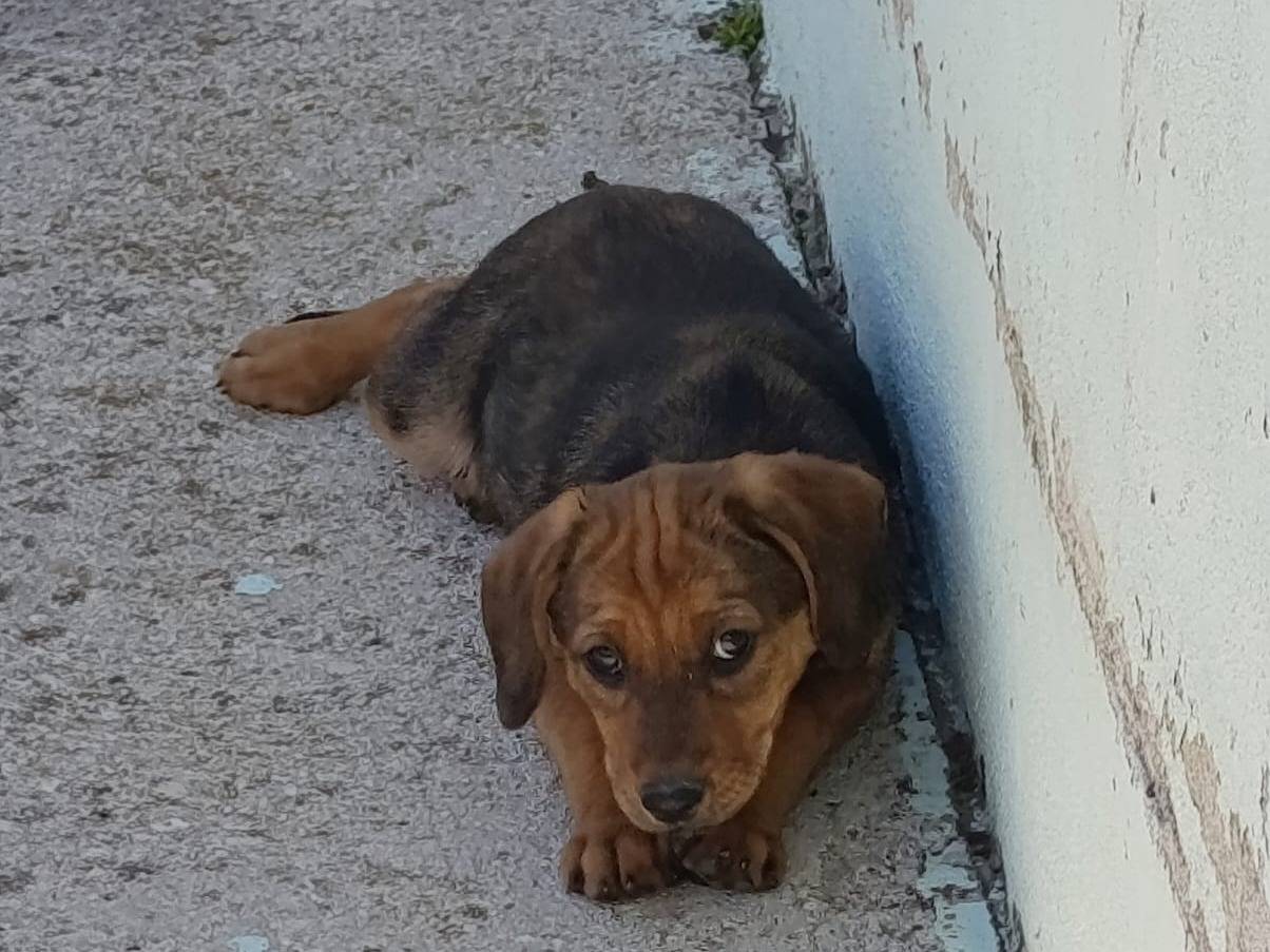 Adotta un cane, femmina, 2 mesi, Avellino