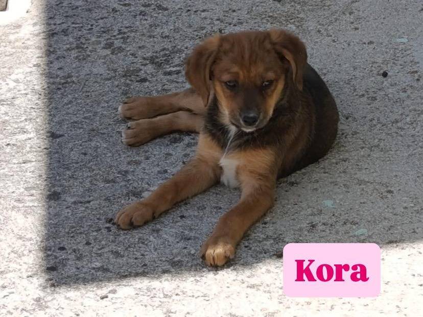 Adotta un cane, taglia media, femmina, Avellino