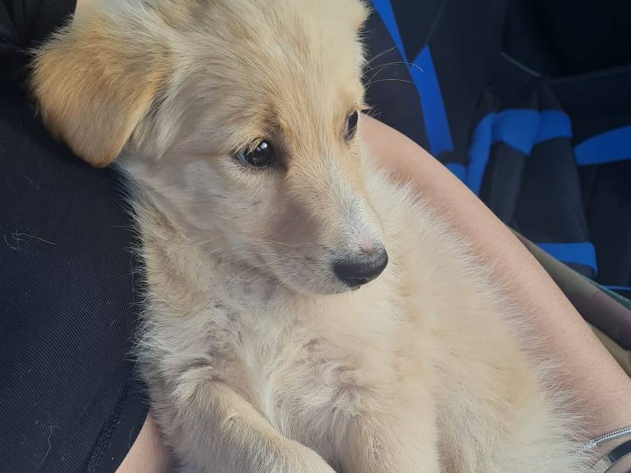 Adotta un cane, taglia media, femmina, Vibo