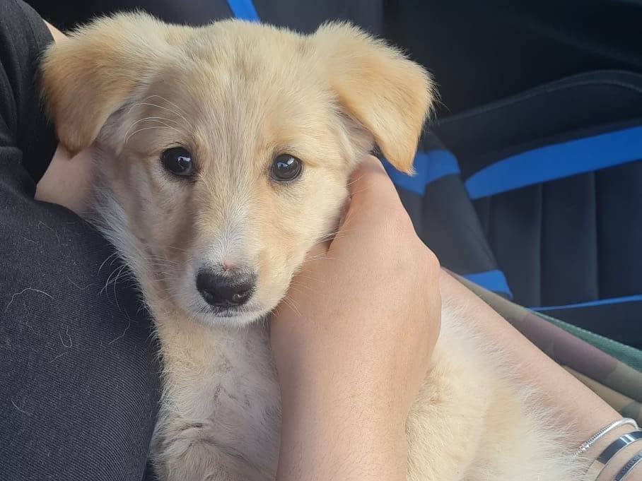 Vuoi adottare un cane a Vibo?