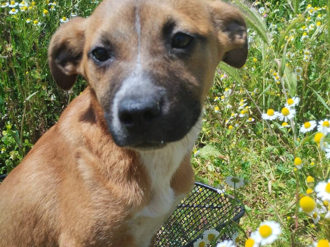 Adotta un cane, femmina, 4 mesi, Vibo