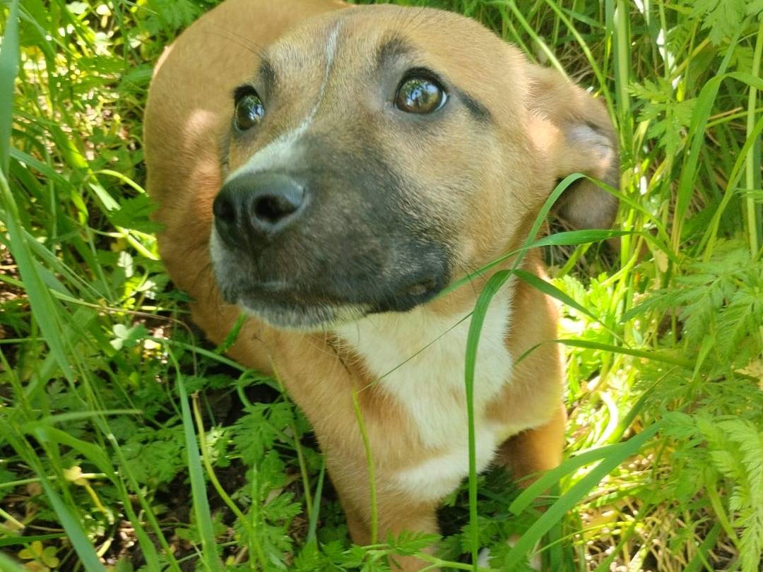 Adozione cane, femmina, Razza sconosciuta Razza sconosciuta, 4 mesi, taglia media, Vibo