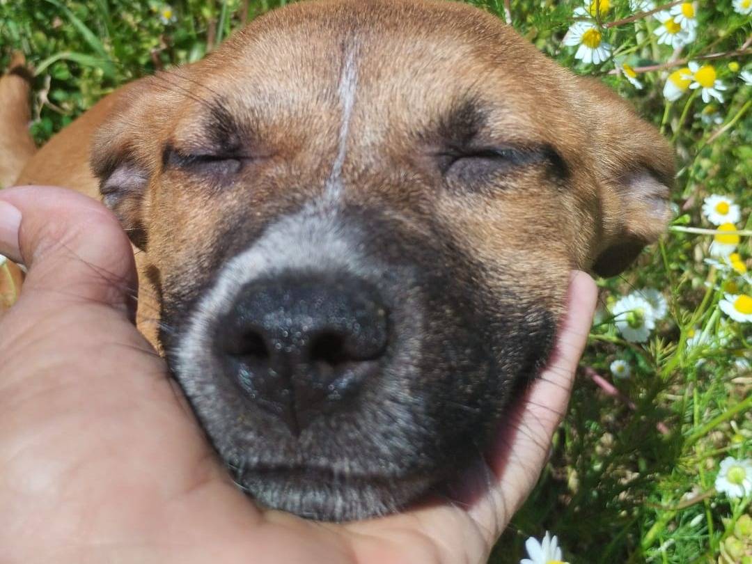 Adotta un cane, taglia media, femmina, Vibo