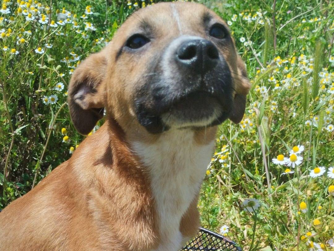Vuoi adottare un cane a Vibo?