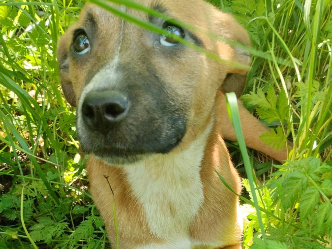 Adotta il cane UMA a Vibo