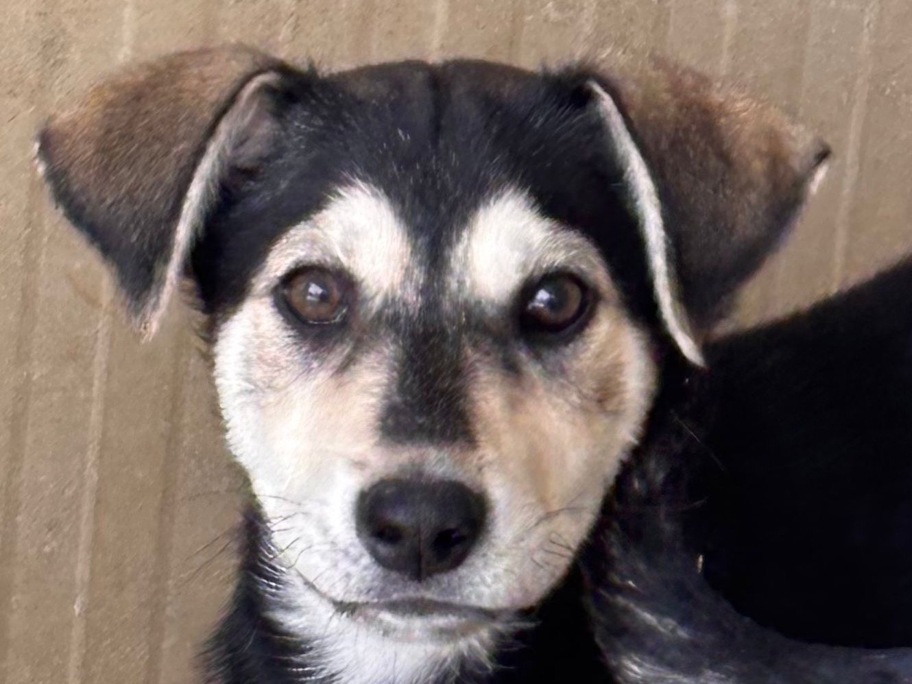 Adotta un cane, femmina, 3 mesi, Ragusa