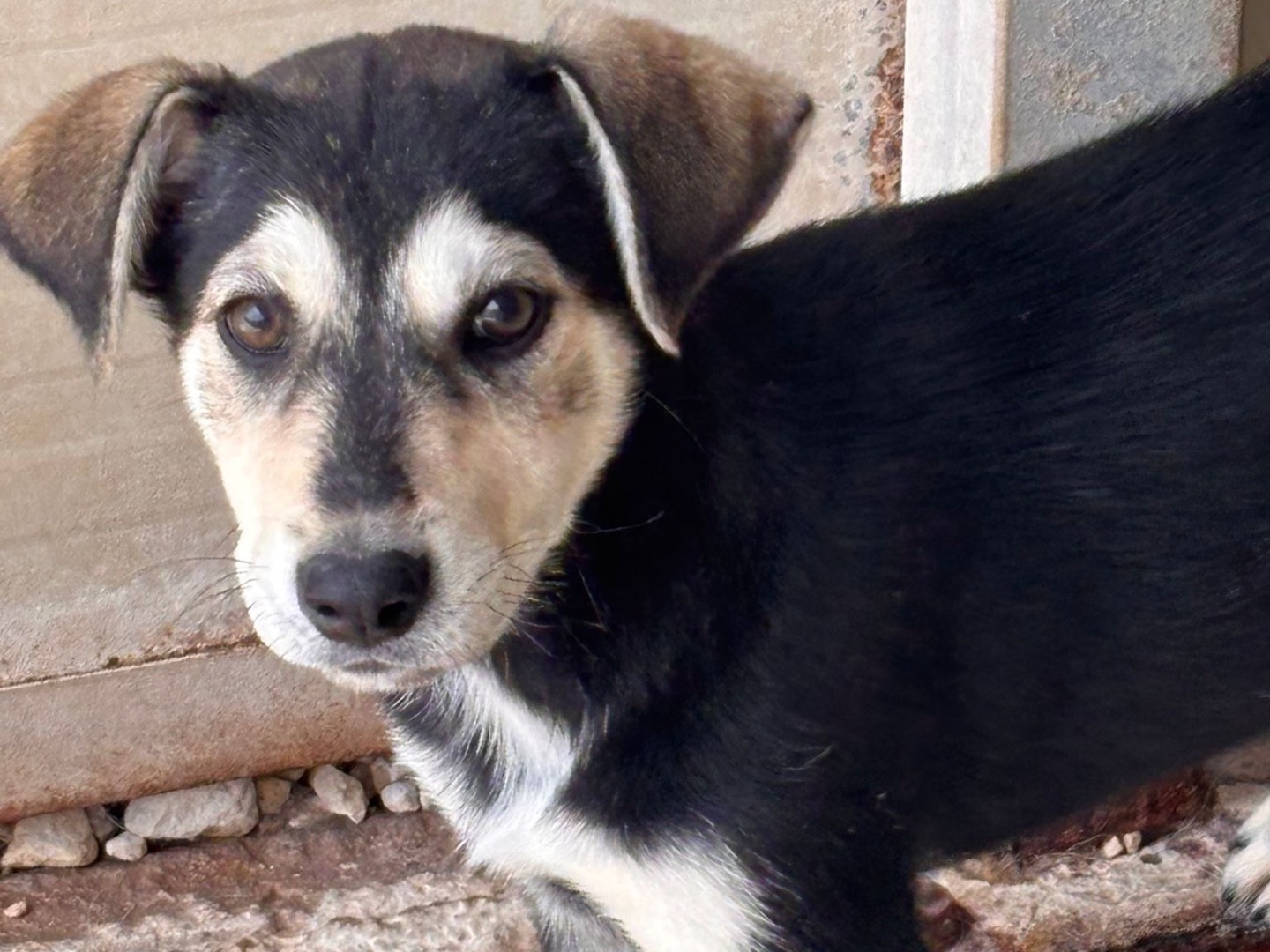 Adozione cane, femmina, Razza sconosciuta Razza sconosciuta, 3 mesi, taglia media, Ragusa