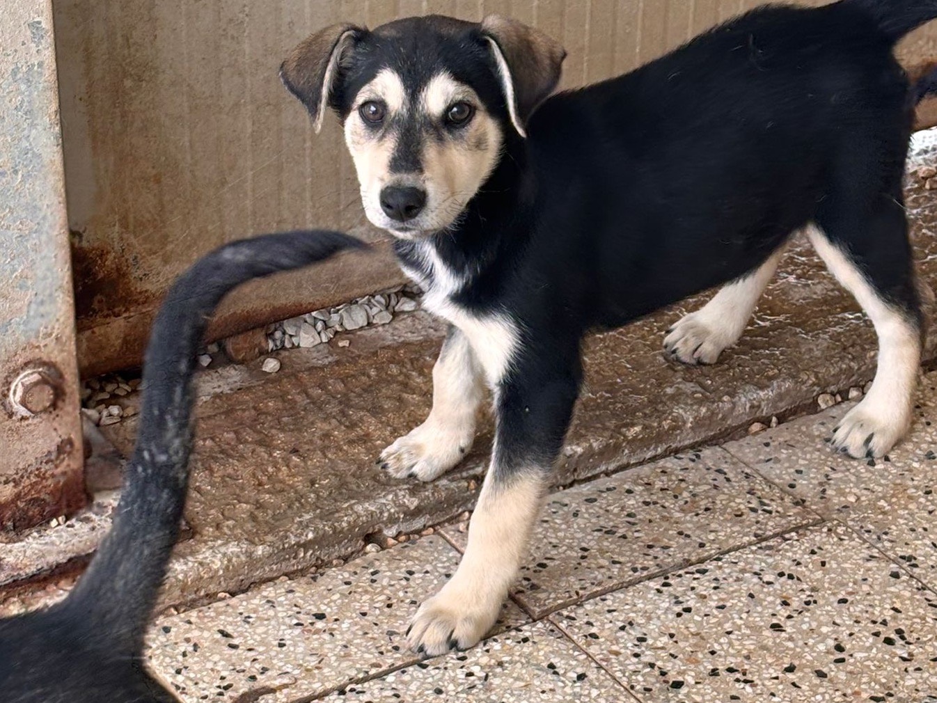 Adotta un cane, taglia media, femmina, Ragusa