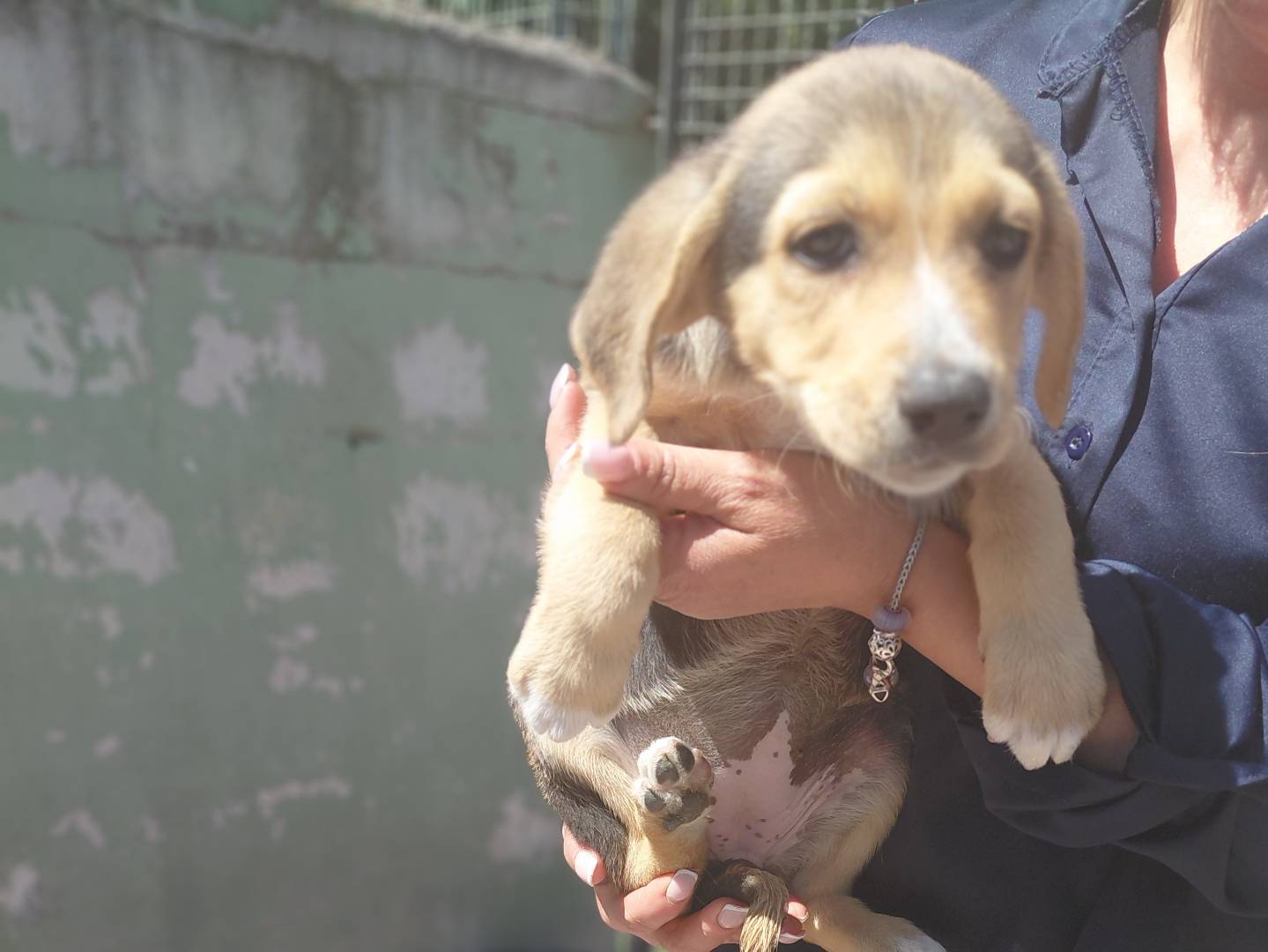 Adozione cane, femmina, Razza sconosciuta Razza sconosciuta, 3 mesi, taglia media contenuta, Caserta