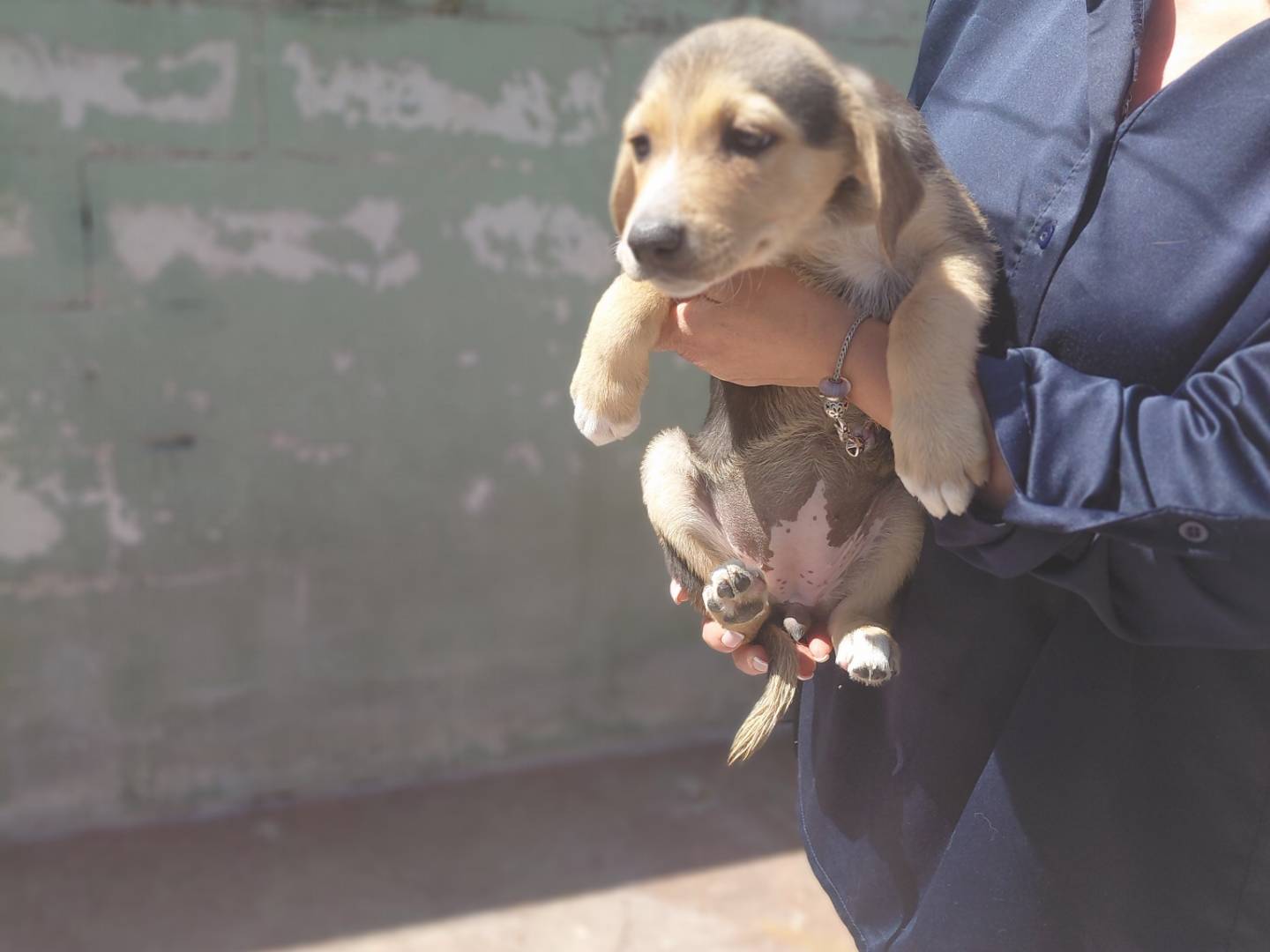Adotta un cane, femmina, 3 mesi, Caserta