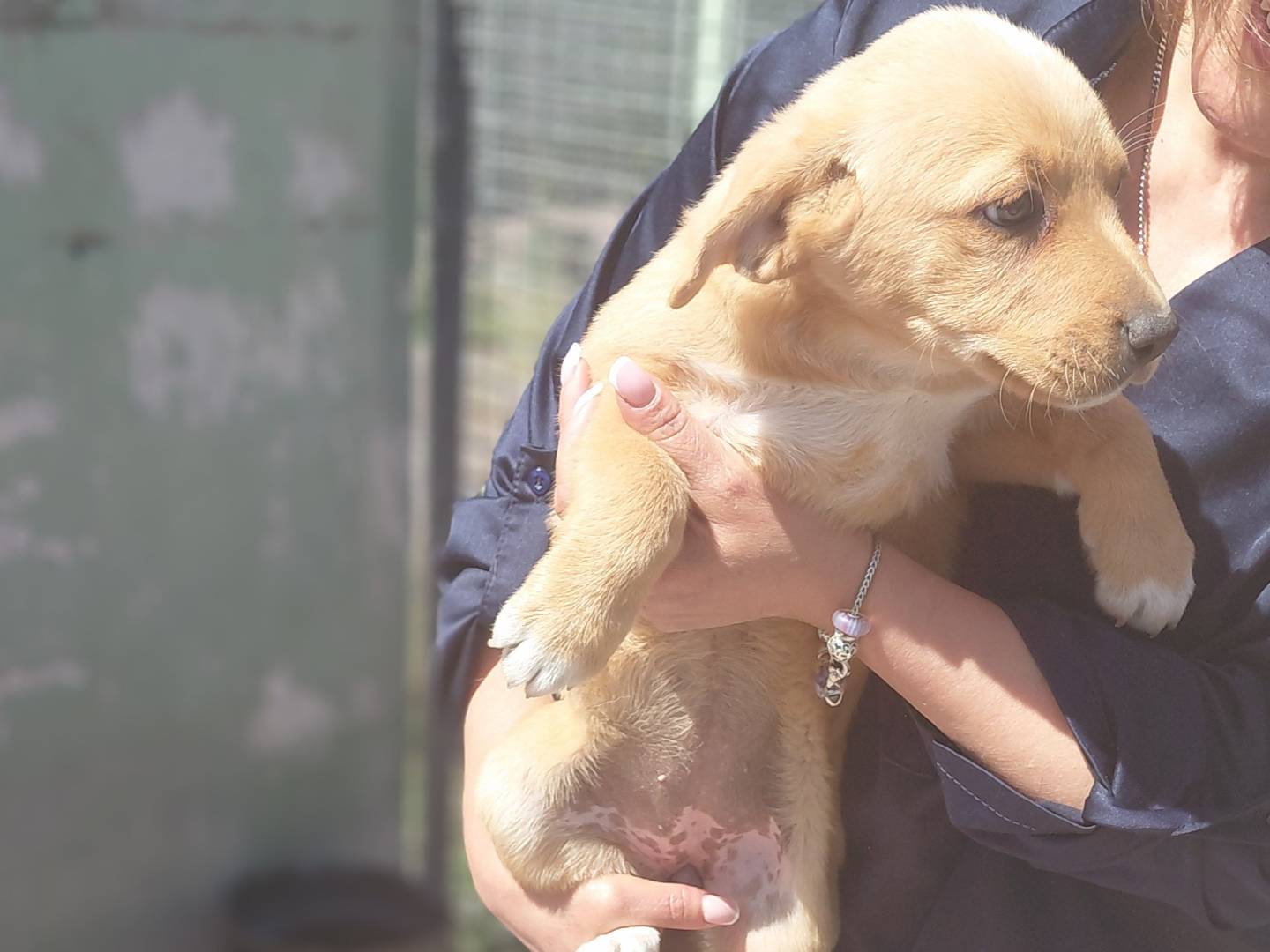 Adotta un cane, femmina, 3 mesi, Caserta