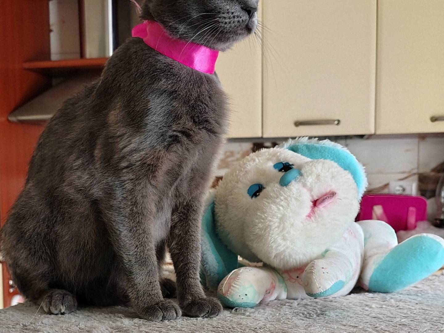Adozione gatto, femmina, Razza sconosciuta Razza sconosciuta, 6 mesi, taglia non valida, Crotone