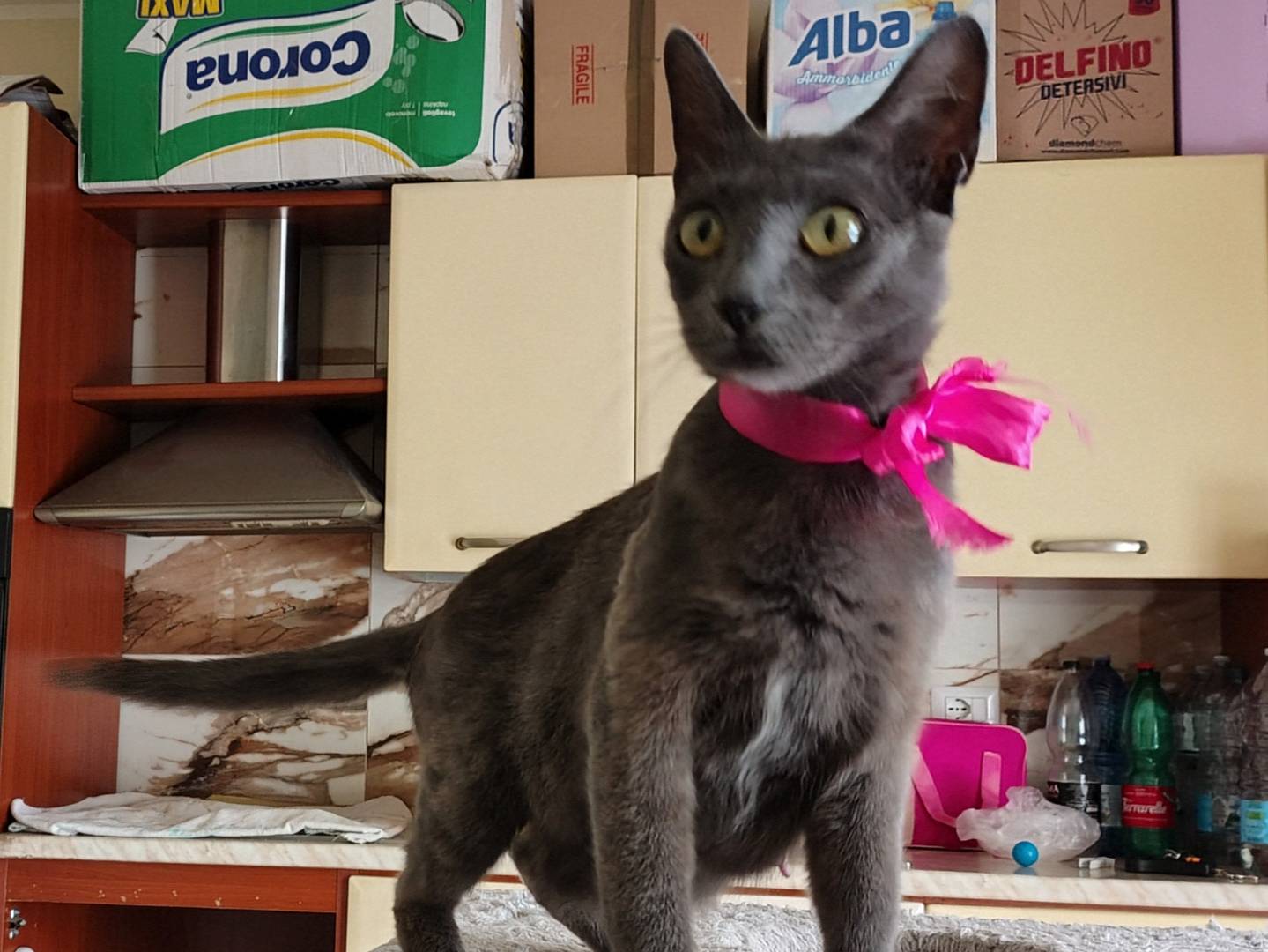Adotta un gatto, femmina, 6 mesi, Crotone