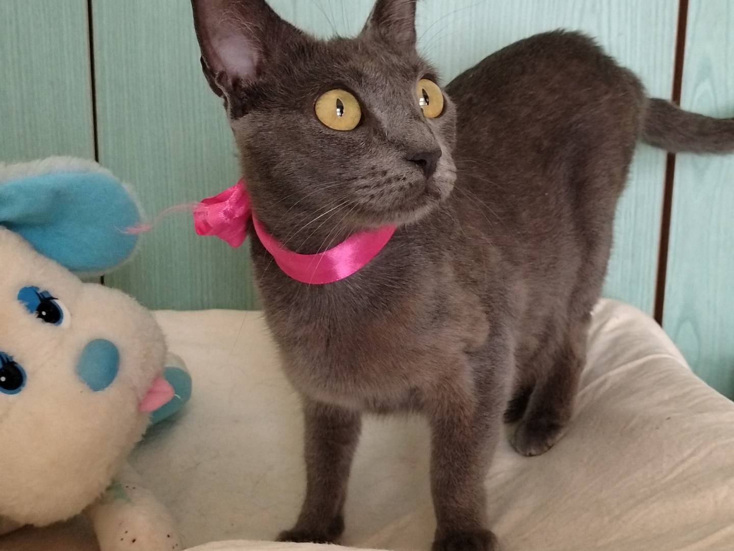 Adotta un gatto, taglia non valida, femmina, Crotone