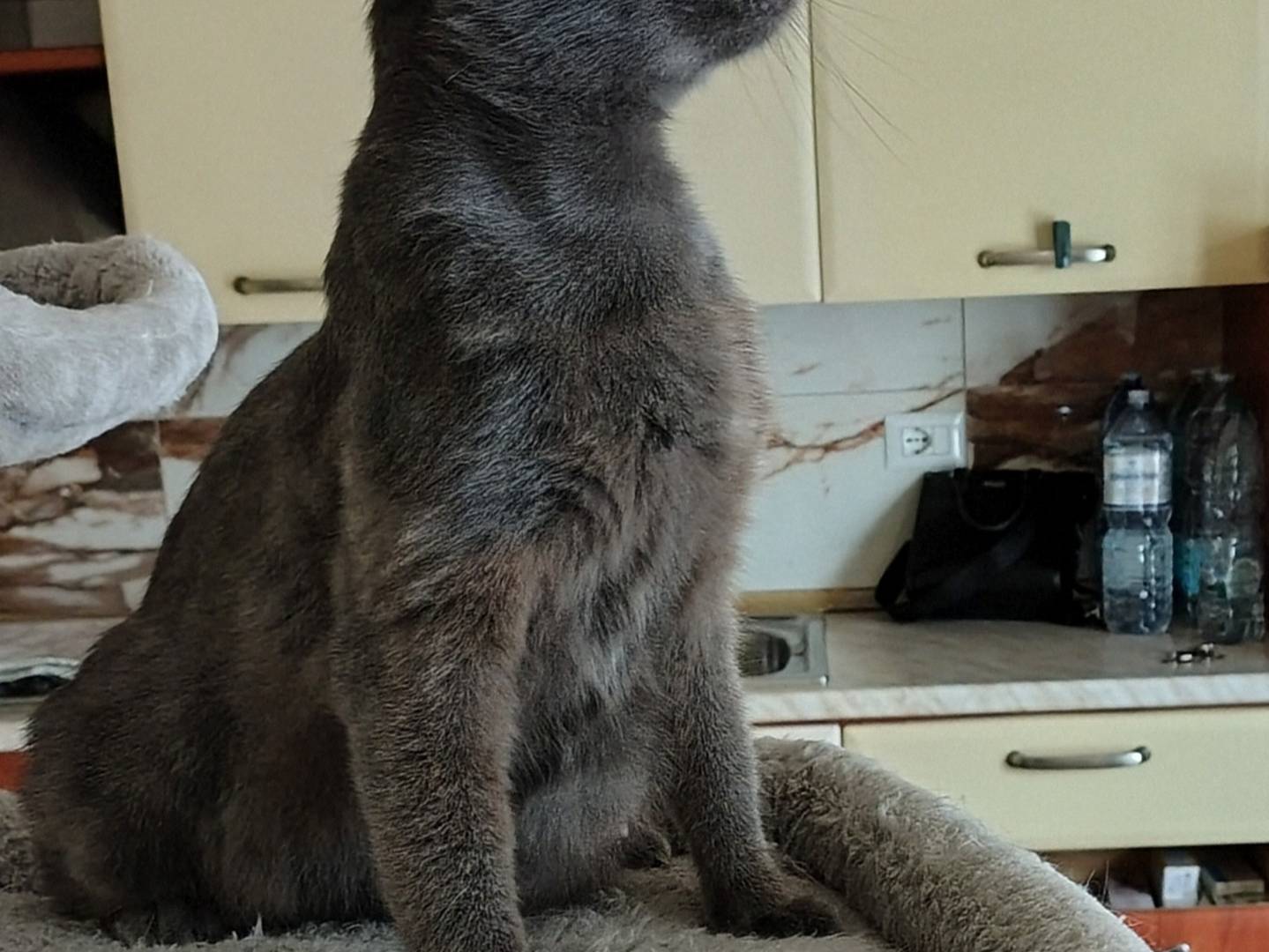 Vuoi adottare un gatto a Crotone?