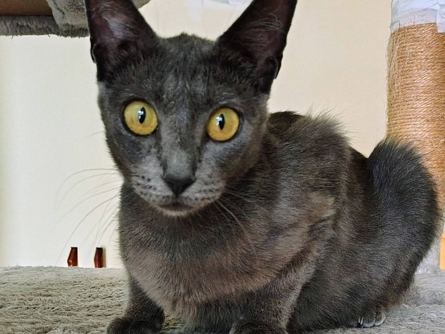 Adotta il gatto Isotta a Crotone