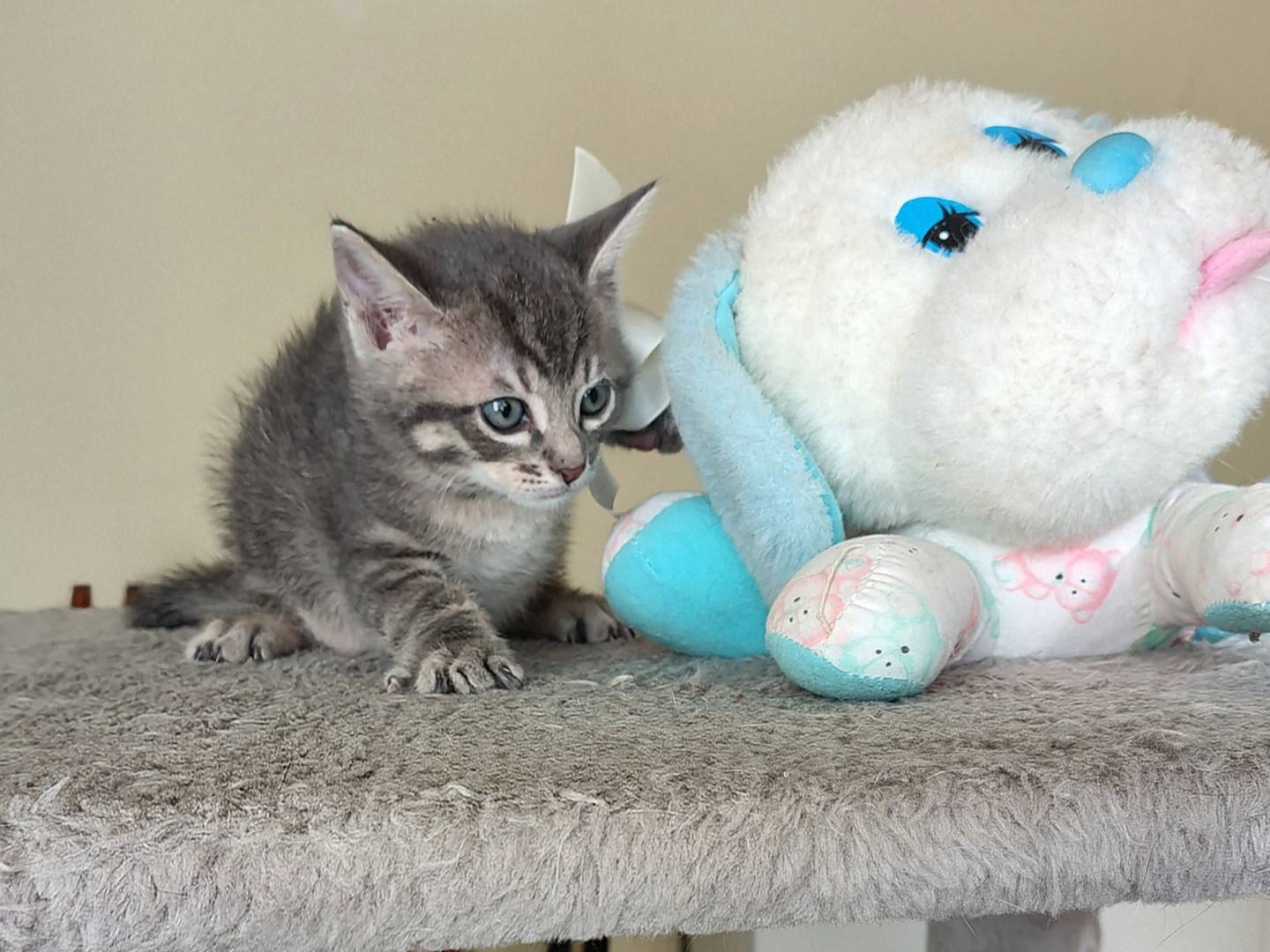 Vuoi adottare un gatto a Crotone?