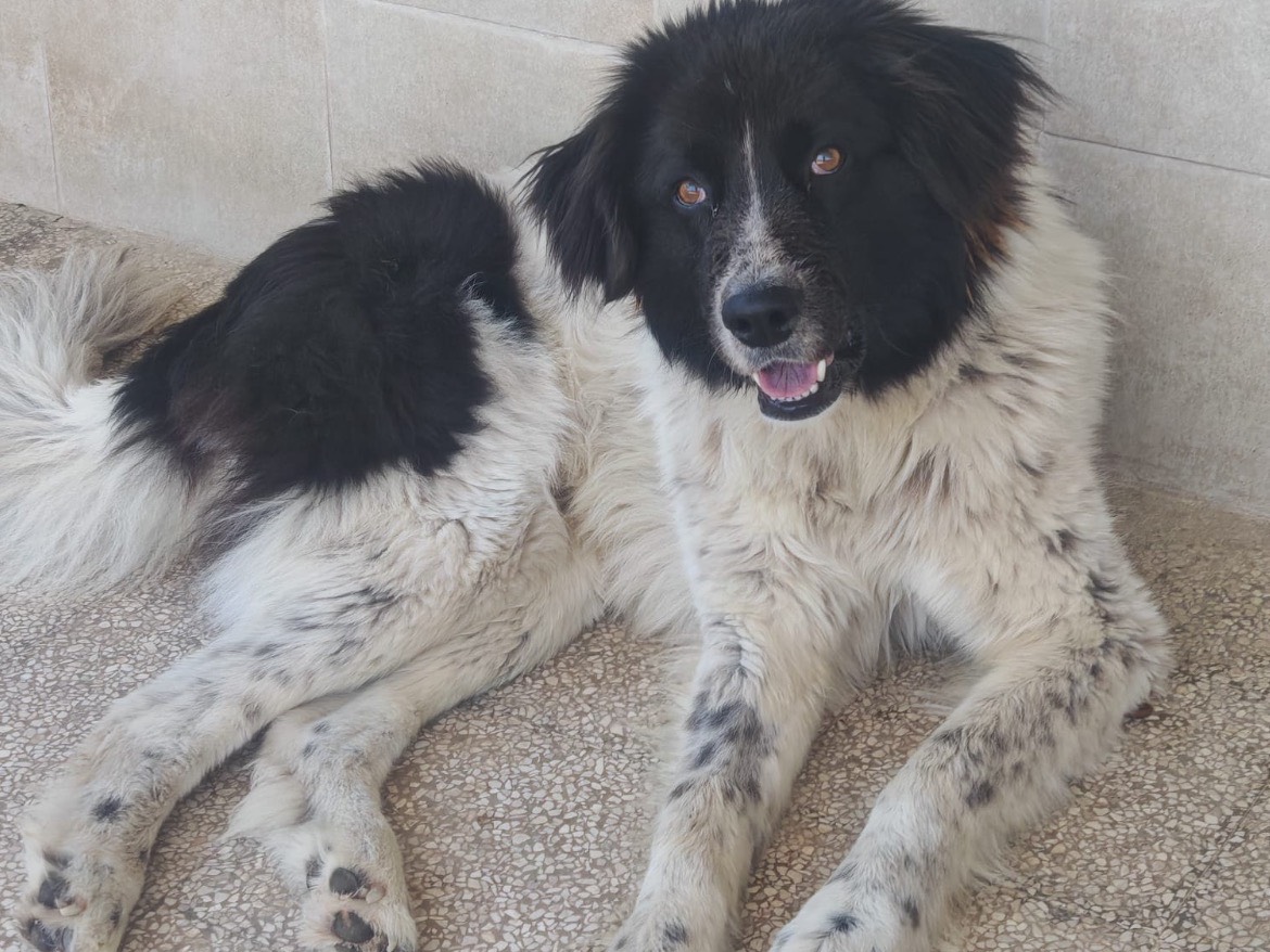Adotta il cane NANDO a Caserta