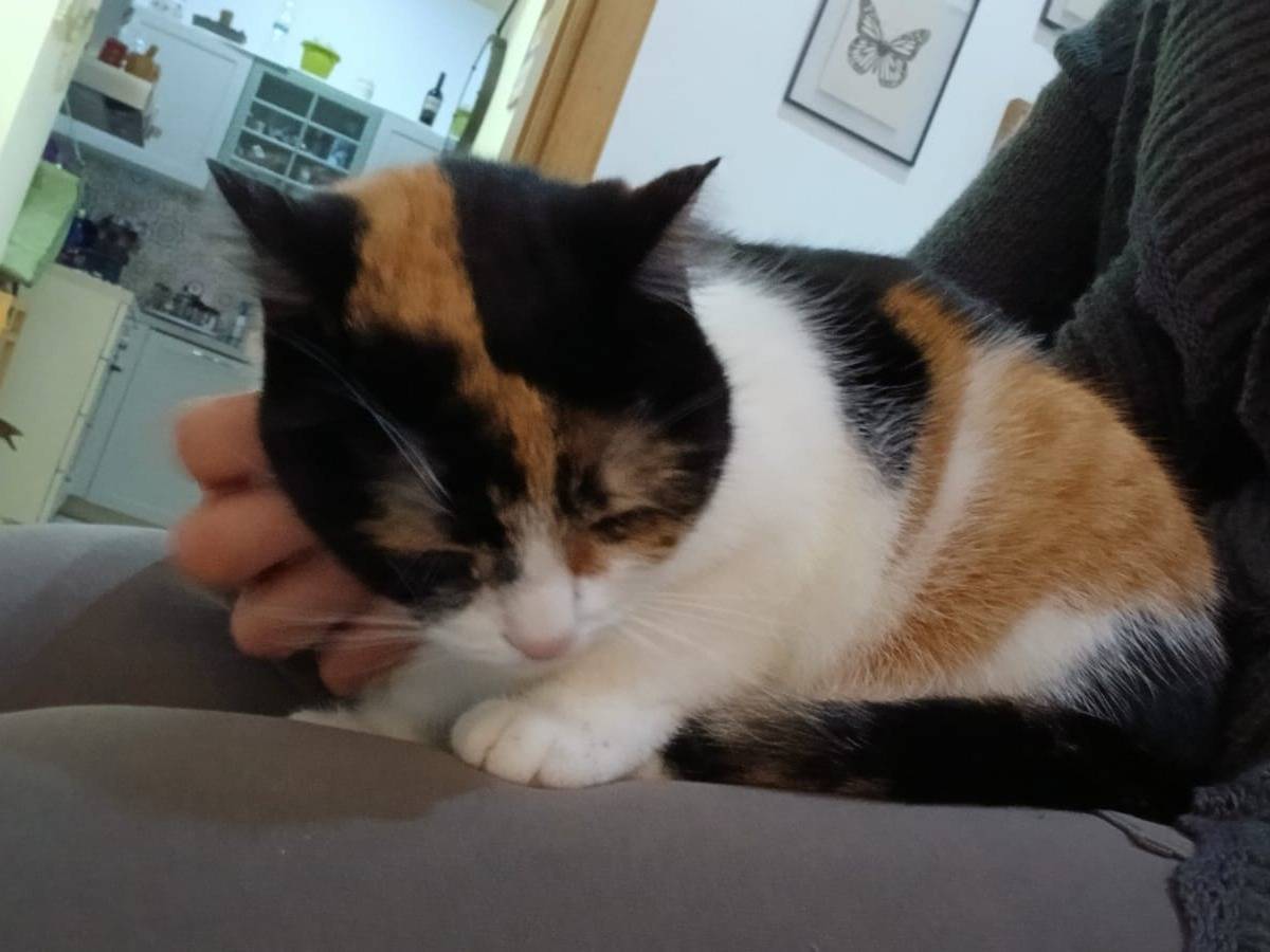 Adotta un gatto, femmina, 4 anni, Napoli