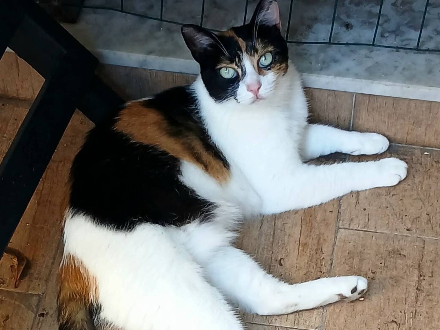 Adozione gatto, femmina, Razza sconosciuta Razza sconosciuta, 4 anni, taglia non valida, Napoli