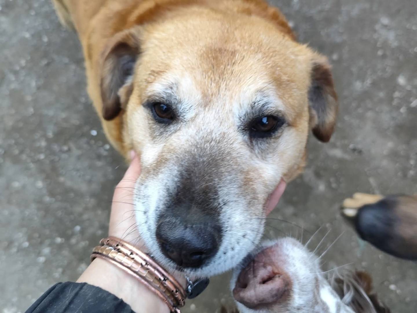 Adozione cane, maschio, Razza sconosciuta Razza sconosciuta, 8 anni e 6 mesi, taglia media contenuta, Avellino