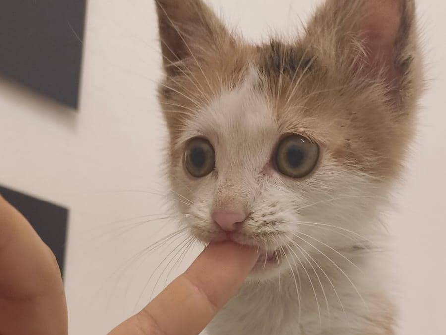 Adozione gatto, maschio, Razza sconosciuta Razza sconosciuta, 1 mesi, taglia non valida, Bari