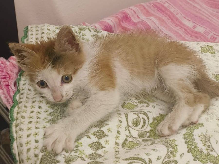 Adotta un gatto, maschio, 1 mesi, Bari
