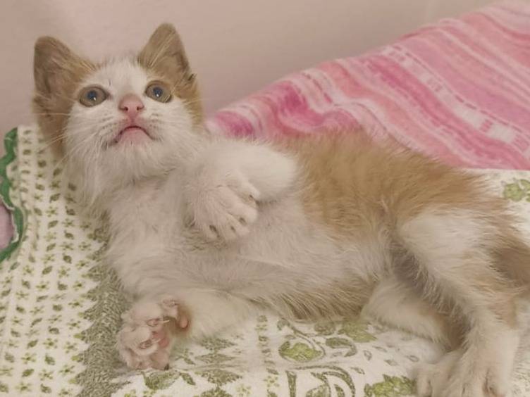 Adotta un gatto, taglia non valida, maschio, Bari