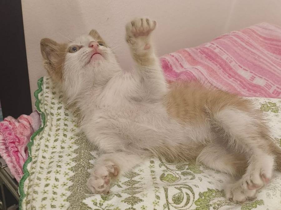 Vuoi adottare un gatto a Bari?