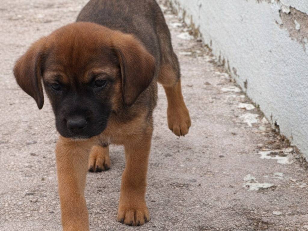 Adozione cane, femmina, Razza sconosciuta Razza sconosciuta, 2 mesi, taglia media, Avellino