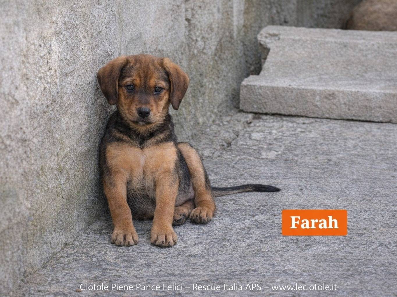 Adotta un cane, femmina, 2 mesi, Avellino
