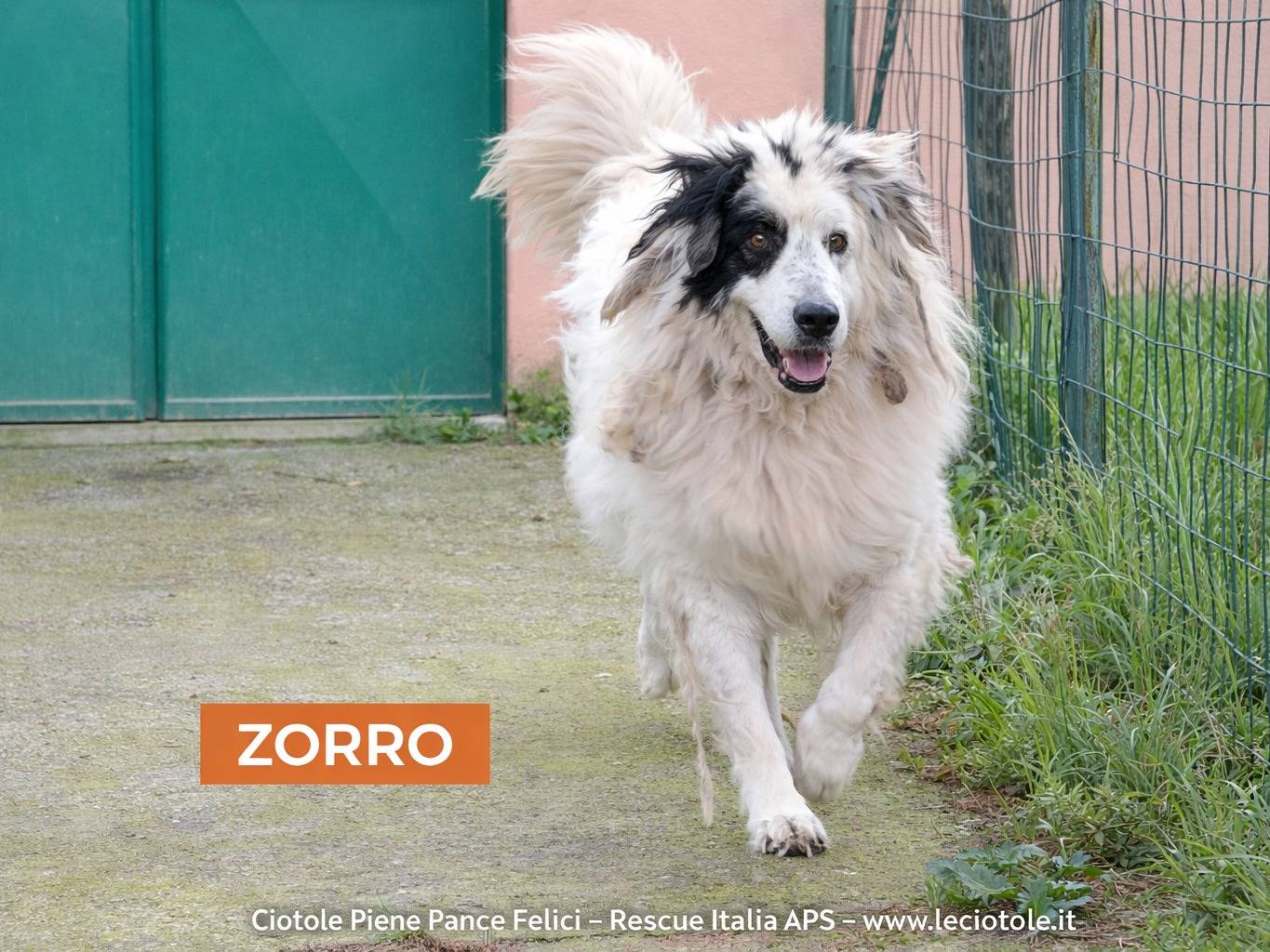 Adozione cane, maschio, Razza sconosciuta Razza sconosciuta, 9 anni e 11 mesi, taglia media, Avellino