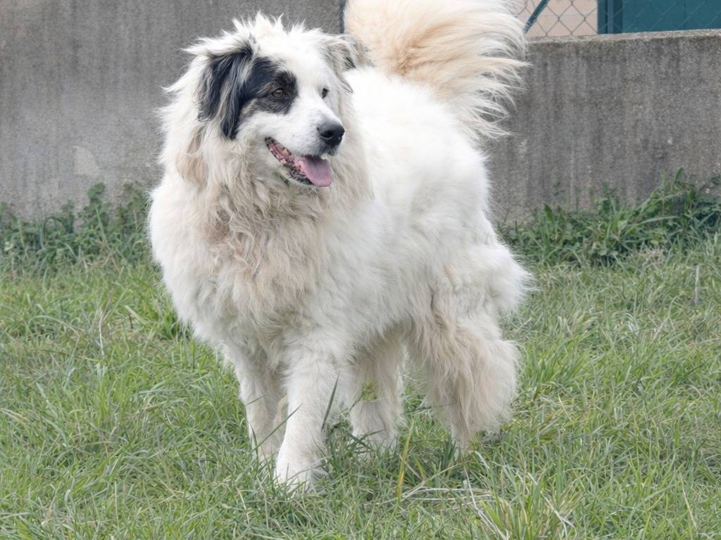 Adotta un cane, maschio, 9 anni e 11 mesi, Avellino