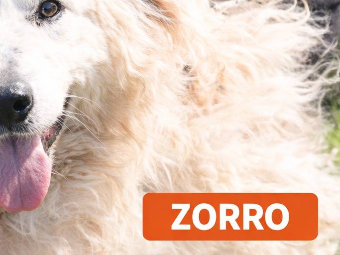 Adotta un cane, taglia media, maschio, Avellino