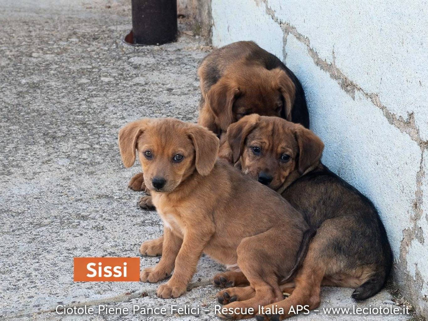 Adozione cane, femmina, Razza sconosciuta Razza sconosciuta, 2 mesi, taglia media, Avellino