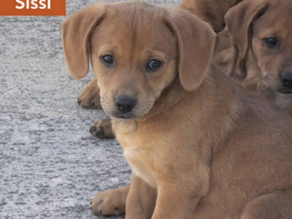Adotta un cane, femmina, 2 mesi, Avellino
