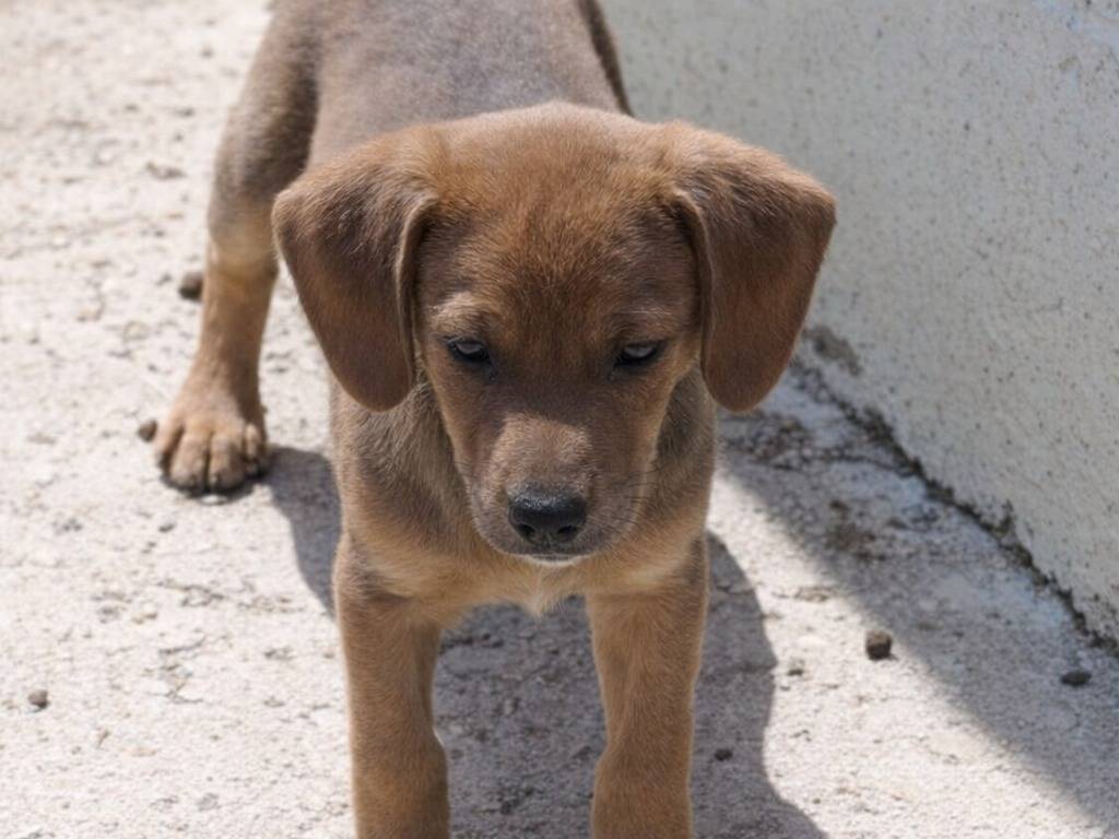 Adotta un cane, taglia media, femmina, Avellino