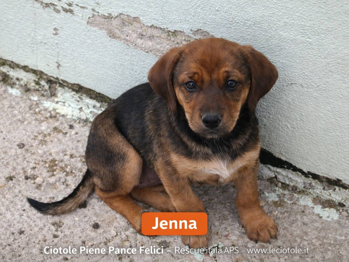 Adozione cane, femmina, Razza sconosciuta Razza sconosciuta, 2 mesi, taglia media, Avellino