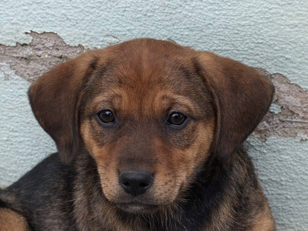 Adotta un cane, taglia media, femmina, Avellino