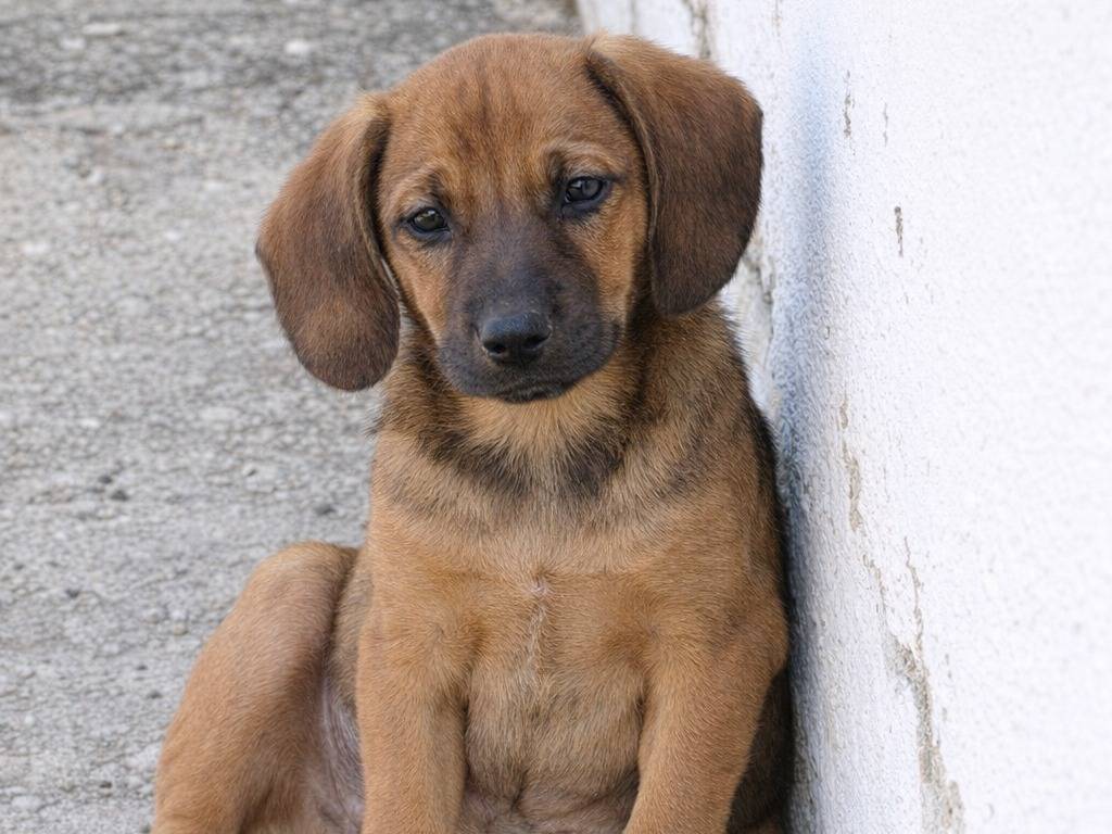 Adotta un cane, femmina, 2 mesi, Avellino