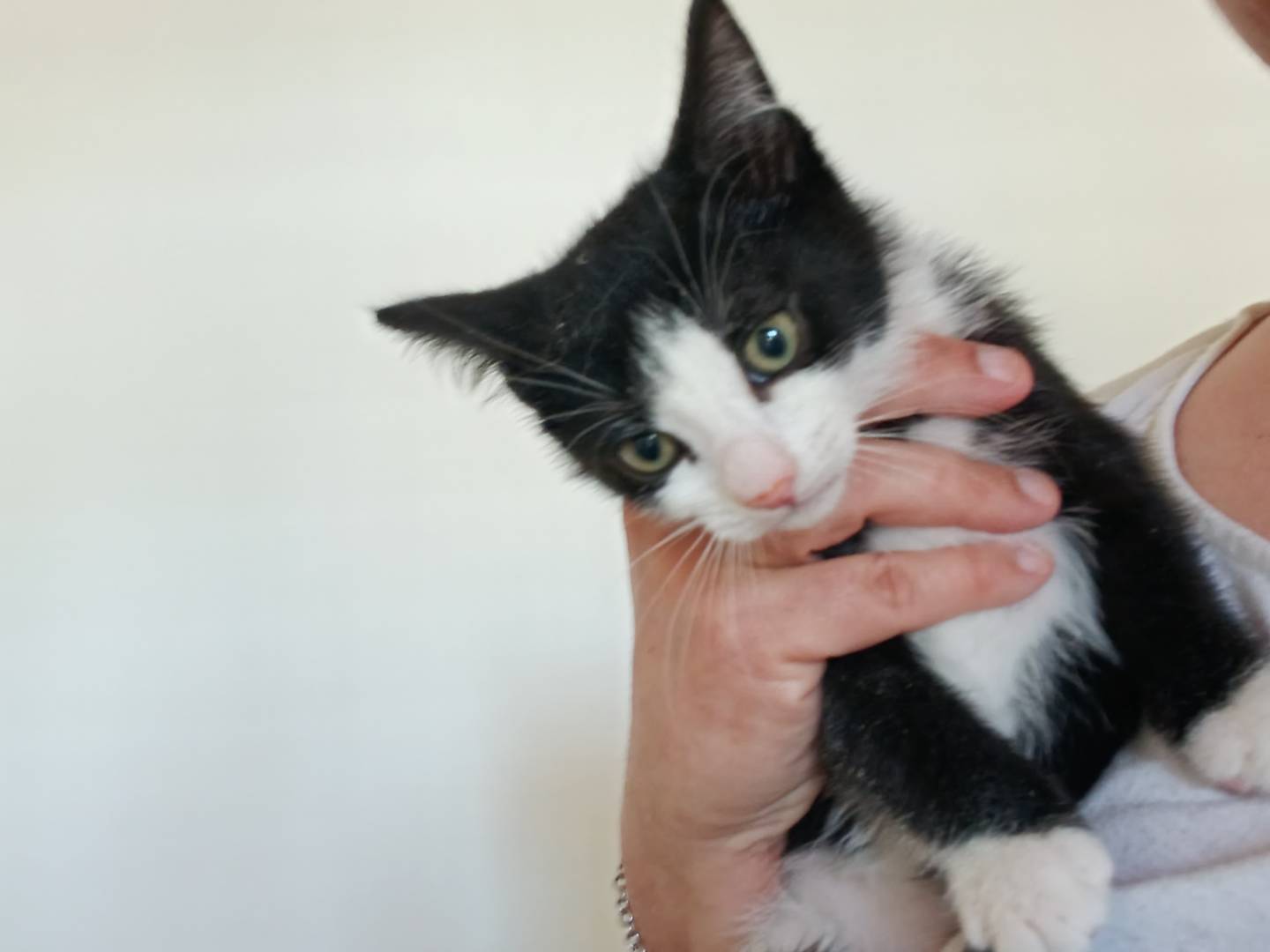 Adozione gatto, femmina, Razza sconosciuta Razza sconosciuta, 2 mesi, taglia non valida, Barletta