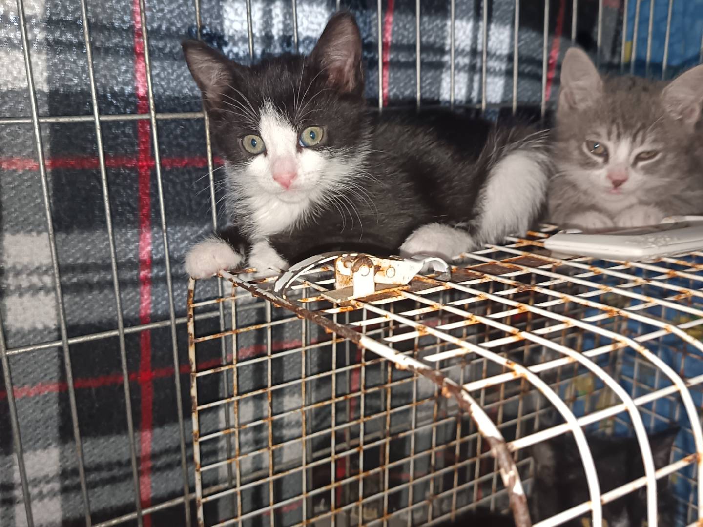 Adotta un gatto, femmina, 2 mesi, Barletta