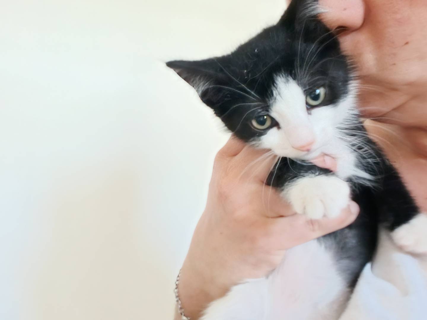 Adotta un gatto, taglia non valida, femmina, Barletta