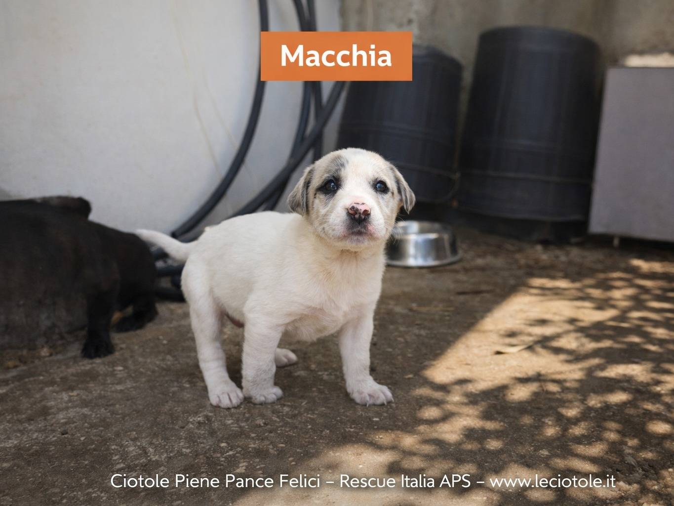 Adozione cane, maschio, Razza sconosciuta Razza sconosciuta, 1 mesi, taglia grande, Caltanissetta