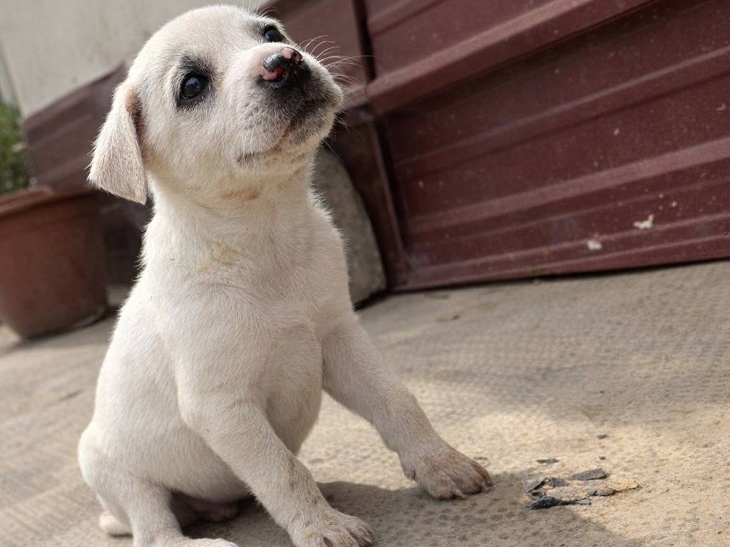 Adotta un cane, maschio, 1 mesi, Caltanissetta