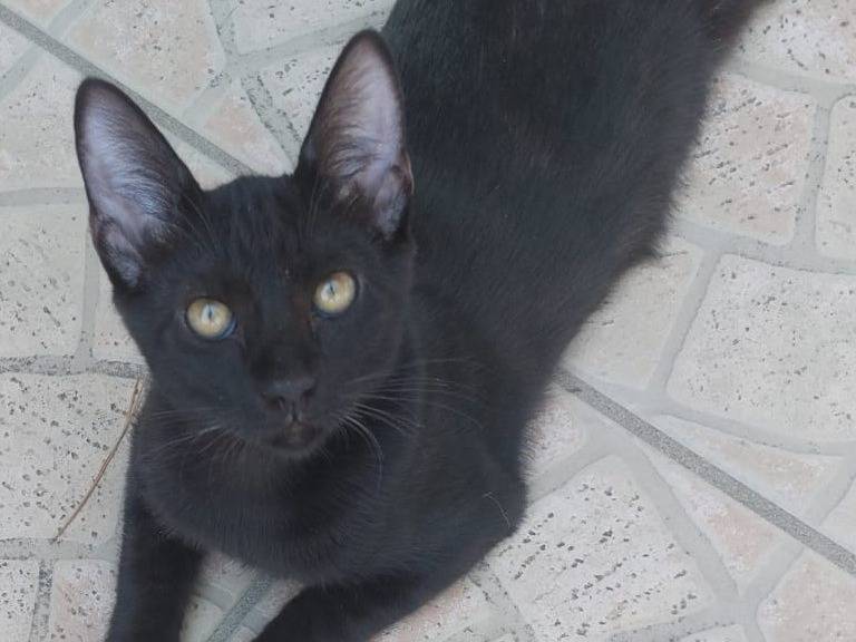 Adozione gatto, femmina, Razza sconosciuta Razza sconosciuta, 1 anno e 1 mese, taglia non valida, Milano