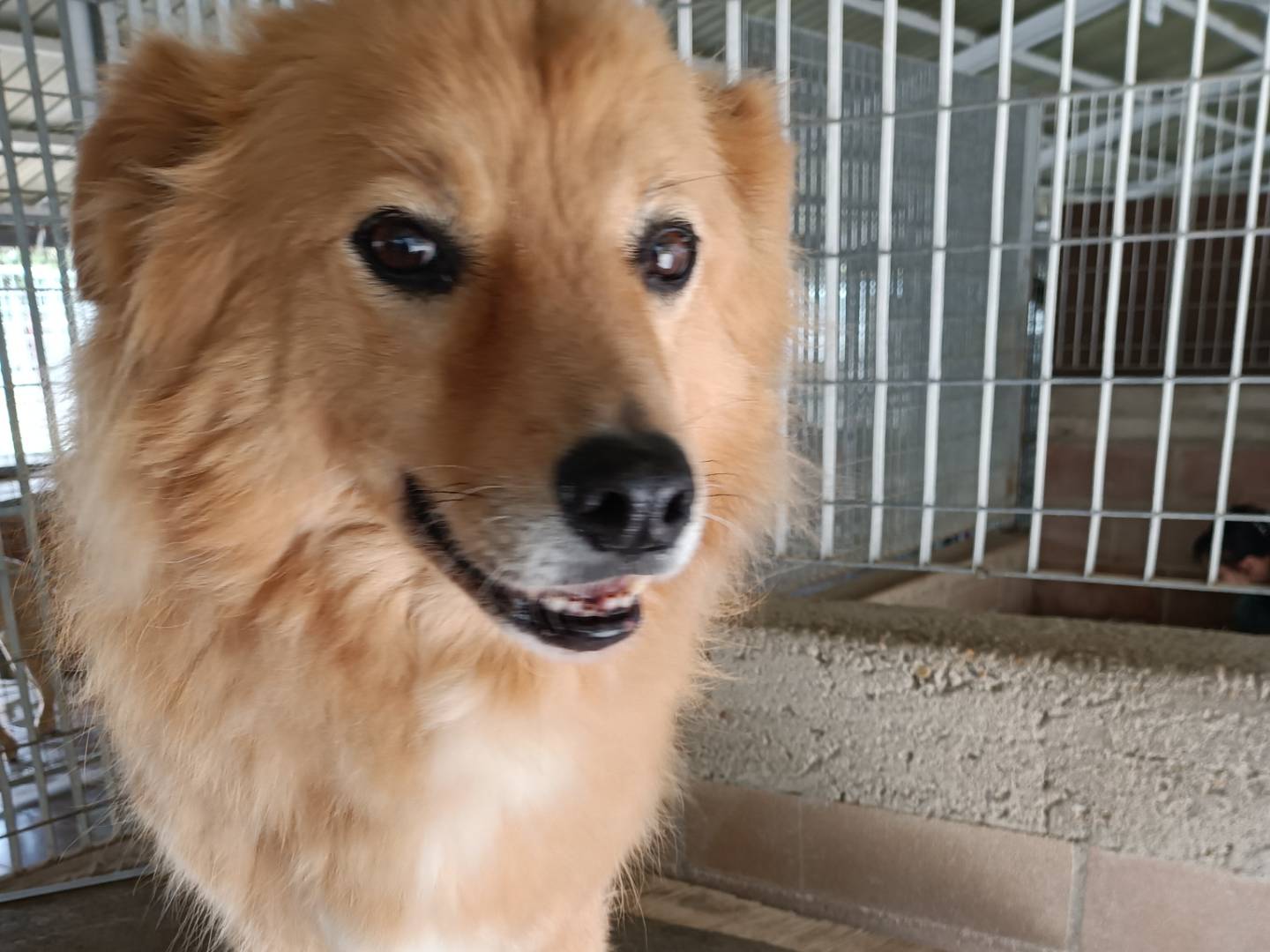Adozione cane, femmina, Razza sconosciuta Razza sconosciuta, 10 anni e 2 mesi, taglia media contenuta, Potenza
