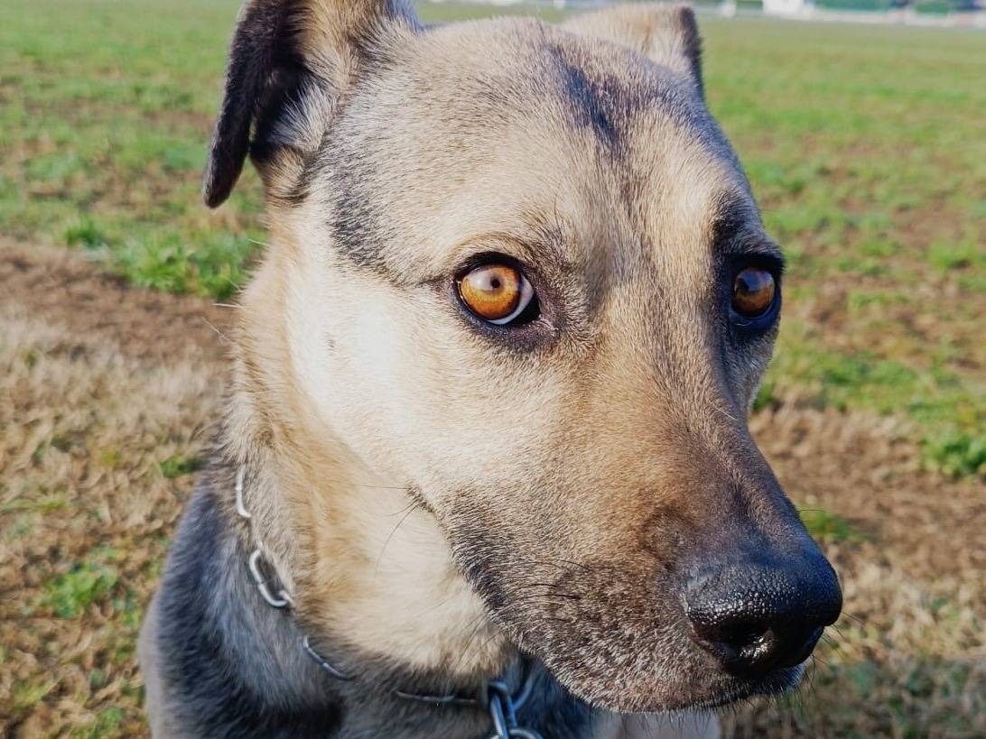 Adozione cane, femmina, Razza sconosciuta Razza sconosciuta, 6 anni e 11 mesi, taglia media, Brescia